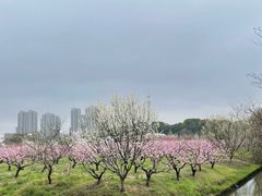 -南汇桃花村