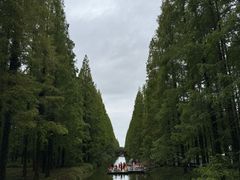 -黄海国家森林公园