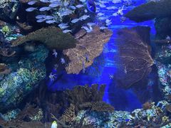 -上海海洋水族馆