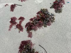 -西涌国际滨海旅游区