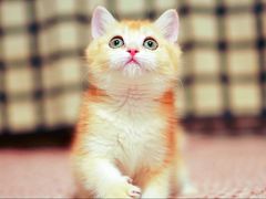 -Bastet sally猫舍购宠(静安店)