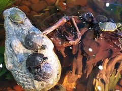 -酷以爬仙阁实体爬宠店·守宫·蜥蜴·专业繁育