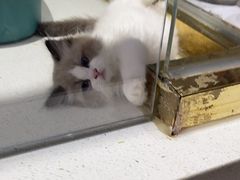 -糯米喵星人总部直营旗舰店·猫舍·幼猫出售