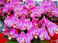 -越秀西湖花市(广州城市广场花卉店)