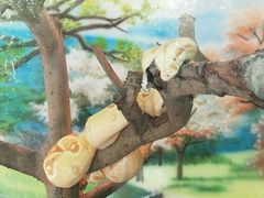 -贵州森林野生动物园
