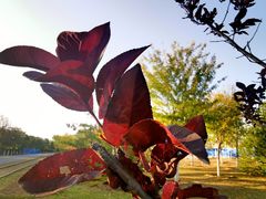 -永定河休闲森林公园