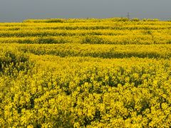 -三圣花乡旅游区