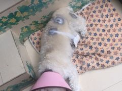 -顺强宠物诊所·狂犬免疫·夜诊·骨科(嘉定店)