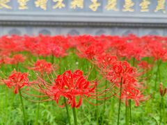 -西安大兴善寺