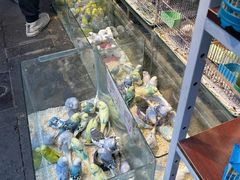 -青石桥花鸟鱼虫市场(叠翠城店)