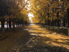 -北京大学(昌平校区)