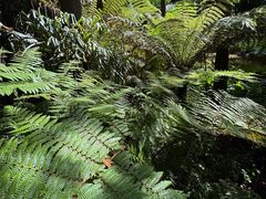 -墨尔本皇家植物园