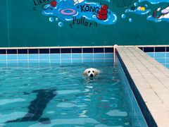 -趣玩宠物乐园寄养训犬训狗游泳池