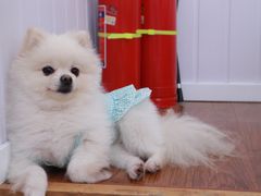 -汪说·狗咖·拼豆·宠物周边DIY(旺城大厦店)