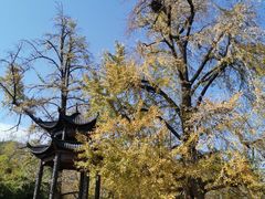 -千年银杏谷文化旅游区