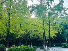 -神仙树公园