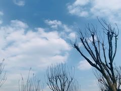 -两河城市森林公园