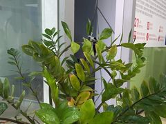 -朗阁·雅思托福·留学英语·国际学校(国贸校区)