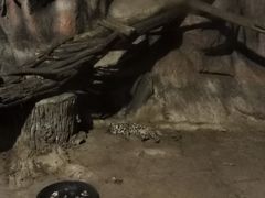 -清迈夜间动物园