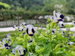 -浙江宾馆·花园餐厅·自助餐厅·茶吧