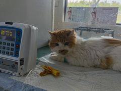 -达爱动物医院·犬猫分区·CT·复杂眼科(远洋山水分院)