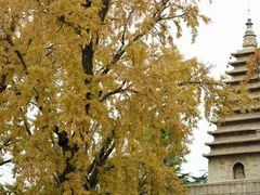 -北京石刻艺术博物馆(五塔寺)