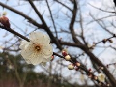 -香雪海