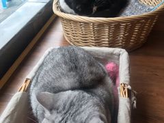 -猫友咖啡店(玉林西路店)