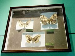 -上海昆虫博物馆