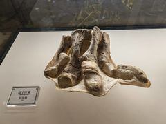 -辽宁古生物博物馆