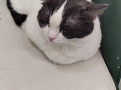 -安格丽娜·狗咖·猫咖羊驼咖(春熙路百盛商场店)