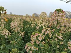 -中国天府农业博览园