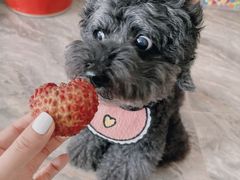 -读宠于你·约克夏比熊·睫角守宫·爬宠售卖(高新店)