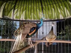 -太湖饭店玉兰厅(自助餐厅)