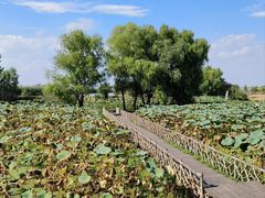 -池杉湖湿地公园