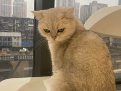 -怪兽屋·羊驼·猫咖·狗咖(俊华广场店)