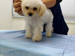 -美联众合动物医院·24h京西诊疗中心