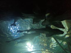 -悉尼海洋生物水族馆