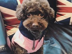 日系秋冬新款-Oh My Dog宠物沙龙(伊珊娜皮毛护理店)