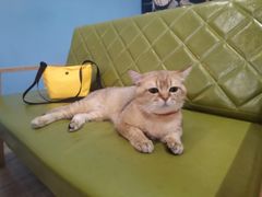 -猫咪咖啡·猫咖(万达广场店)