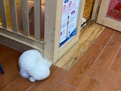 -千城康桥宠物医院CT影像·骨科·心脏专科中心(厚街分院)