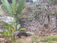 -深圳野生动物园