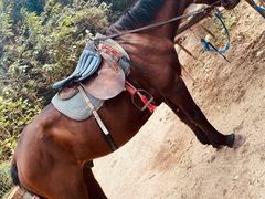 -铁山坪森林公园