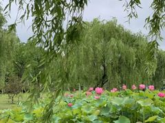 -新江湾城公园