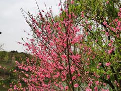 -重庆彩云湖湿地公园