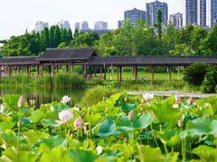 -眉山湿地公园(东坡区)