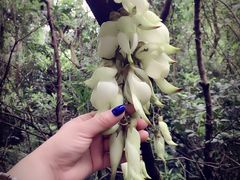 -牛鱼嘴原始生态风景区