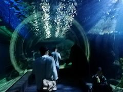 -暹罗海洋世界