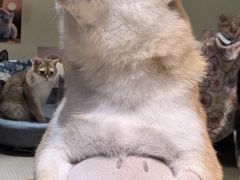 -逗柴咖啡屋·狗咖猫咖宠物桌游