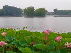 -后海公园
